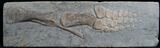 Articulated Ichthyosaur Paddle - Germany #8218-1